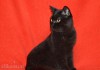 Фото Чистокровные шотландские котята черные, колорные