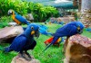 Фото Био корма премиум класса для крупных видов попугаев из Европы