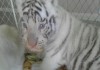 Фото Тигр бенгальский, Белые тигры