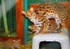 Фото Котята алк. tel:8_987_956_06_80