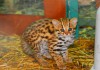 Фото Котята алк. tel:8_987_956_06_80