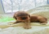 Фото Элитные щенки английского кокер спаниеля