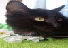 Фото Котята разных
