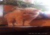 Фото Котята разных