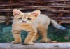 Фото Купить молодняк (алк) азиатские леопардовые котята и камышовые котята.8..987..956..06..80