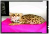 Фото Купить молодняк (алк) азиатские леопардовые котята и камышовые котята.8..987..956..06..80