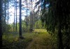 Фото Шикарный участок на сказочной лесной поляне под строительство