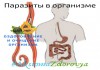 Очищение организма от паразитов и шлаков - сок Алатоо (Alatoo) Mehrigiyo