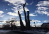 Фото Удаление и кронирование деревьев