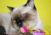 Фото Молодой шотландский кот окраса колор-поинт.