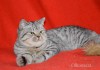 Фото Котята-подростки шотландские пятнистого окраса.