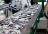 Фото Линии производства рыбных консервов