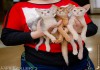 Фото Продажа породистых котят на выставках