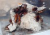 Фото Кормовые туркменские тараканы