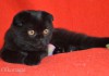 Фото Шотландские черные вислоухие котята-девочки.