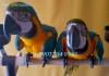 Фото Ara ararauna - ручные птенцы из питомника