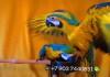 Фото Ara ararauna - ручные птенцы из питомника