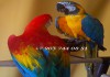 Птенцы выкормыши попугаев ара из питомника