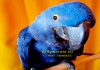 Фото Птенцы выкормыши попугаев ара из питомника