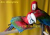 Фото Птенцы выкормыши попугаев ара из питомника