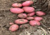 Фото Качественный семенной и продовольственный картофель