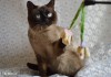 Фото Молодой шотландский кот окраса колор-поинт в добрые руки.