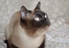 Фото Молодой шотландский кот окраса колор-поинт в добрые руки.