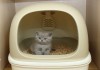 Фото Наполнитель для кошачьего туалета светлый