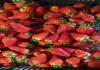 Фото Теплицы по выращиванию клубники