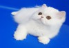 Фото Персидский котенок белого окраса Фарис