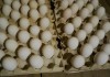 Фото Гусиные яйца Линдовской породы инкубационные оптом