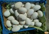 Фото Гусиные яйца Линдовской породы инкубационные оптом