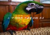 Милиголд (гибрид попугаев ара) - ручные птенцы из питомника
