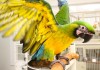Фото Милиголд (гибрид попугаев ара) - ручные птенцы из питомника