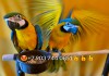 Cине желтый ара (ara ararauna) - ручные птенцы из питомника
