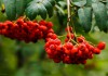 Фото Куплю рябину в гроздях красную/чёрную, оптом от 1 тонны