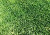 Фото Рулонные газоны Сочи. Красиво и удобно