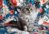 Фото Котята-кошечки шотландские длинношерстные прямоухие.