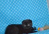 Котята-кошечки вислоухие шотландские черного окраса.