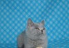 Фото Котята-кошечки голубого окраса шотландские прямоухие.