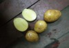 Фото Продовольственный и семенной картофель оптом.