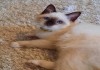 Священная бирма - котята