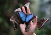 Фото Живые тропические бабочки Зимой и Летом, Удивите ваших близких