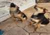 Фото Продам в хорошие руки двух щенков