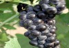 Фото Саженцы винограда в горшках и с землей