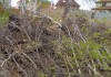 Фото Покос травы. Расчистка участка. Удалим сорняки, ненужные деревья и кустарники