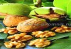 Фото Крупномеры и саженцев деревьев грецкого ореха