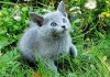 Продаются русские голубые котята