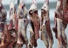 Фото Опт мясо говядина, свинина, баранина, куриное