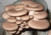 Мицелий грибов от производителя